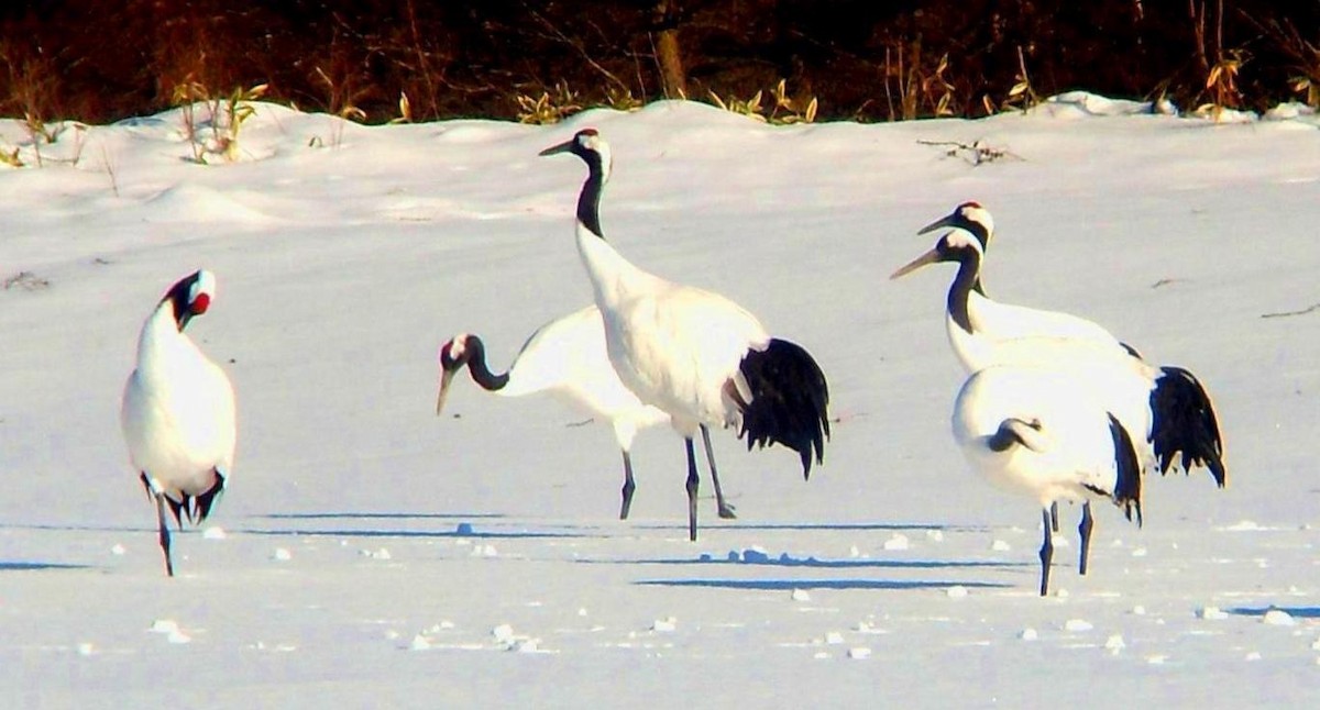 Red-crowned Crane - ML646782412
