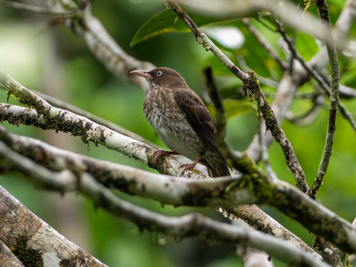 Cuitlacoche Chucho - ML646782413