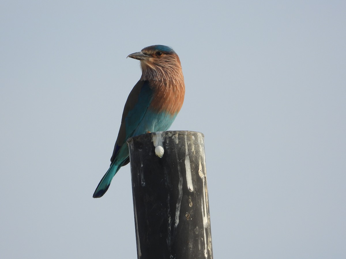 כחל הודי - ML646782415