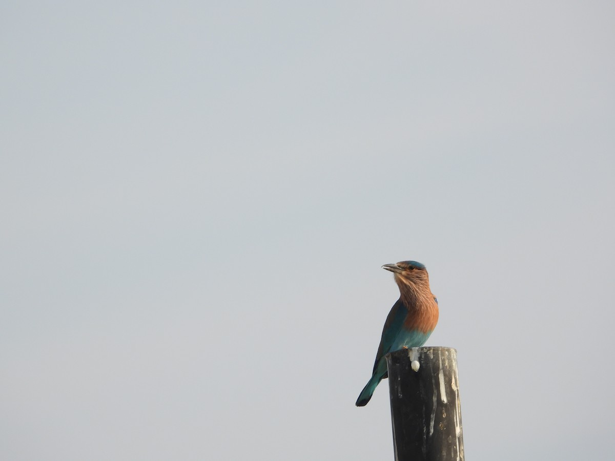 כחל הודי - ML646782416