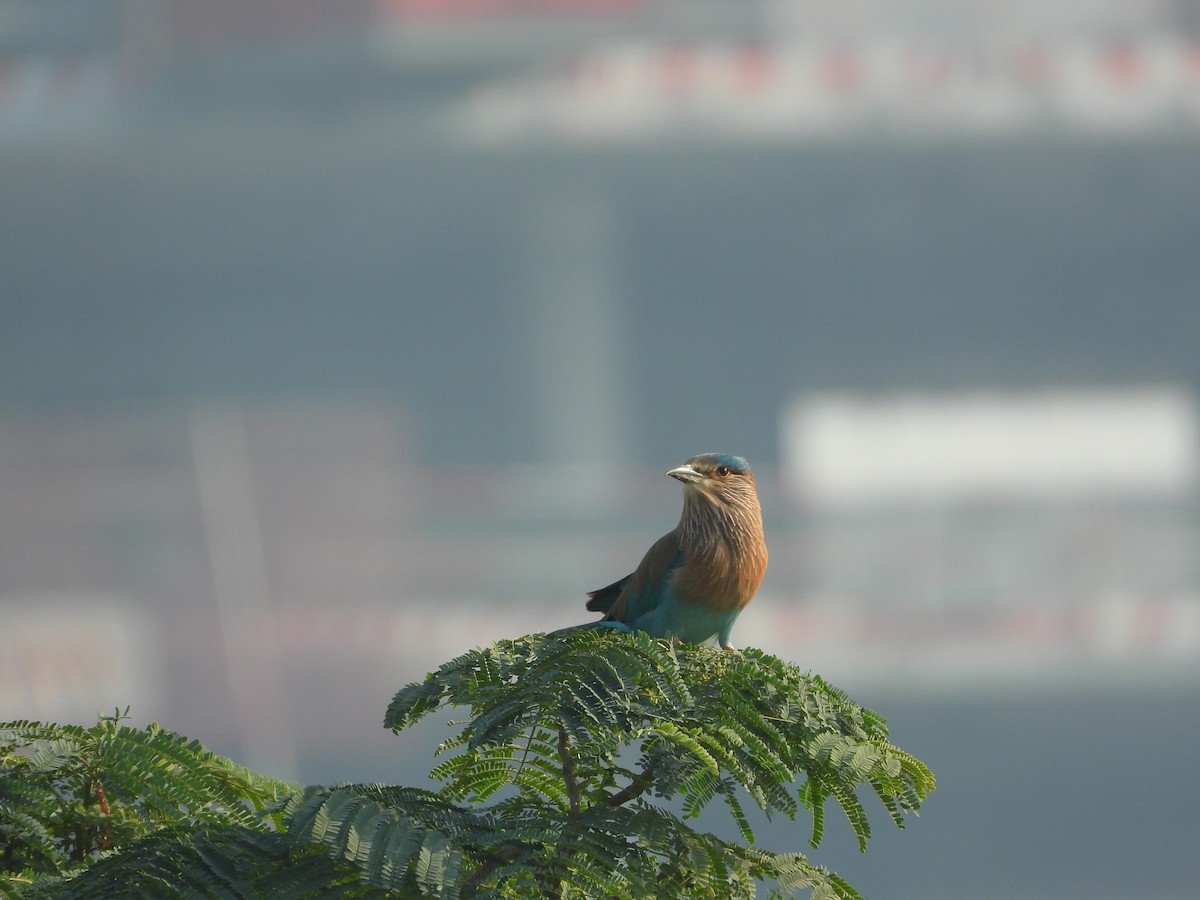 כחל הודי - ML646782417