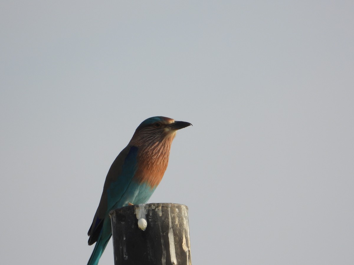 כחל הודי - ML646782418