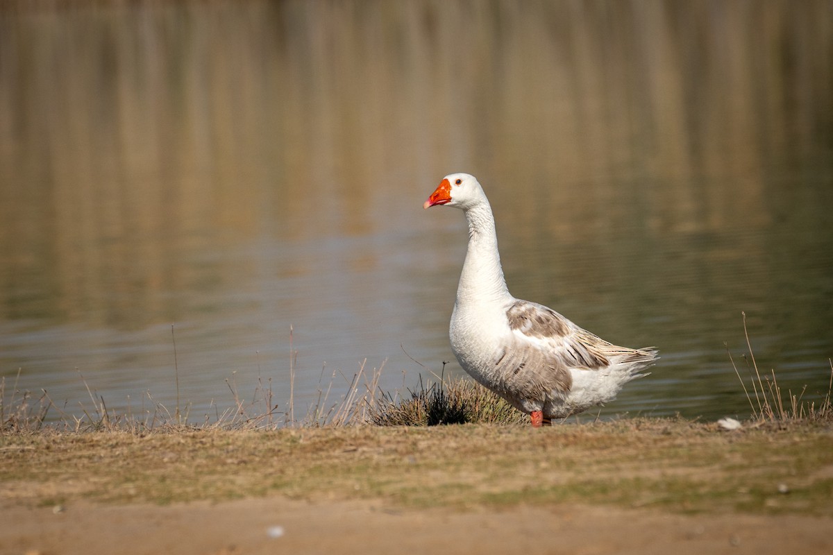 Серый гусь - ML646782423