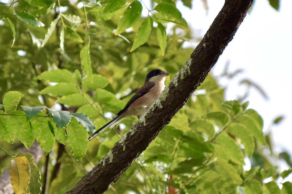 Сорокопуд бірманський - ML646782425