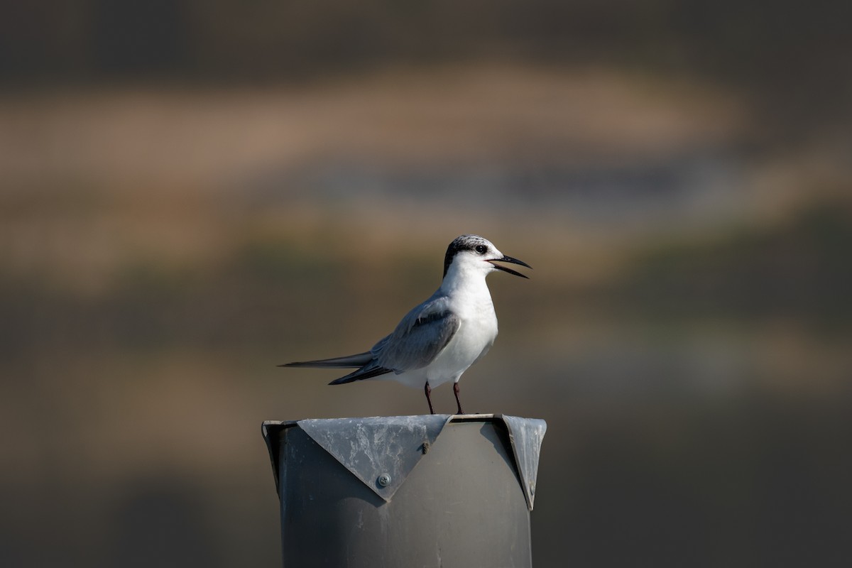 Белощёкая крачка - ML646782426