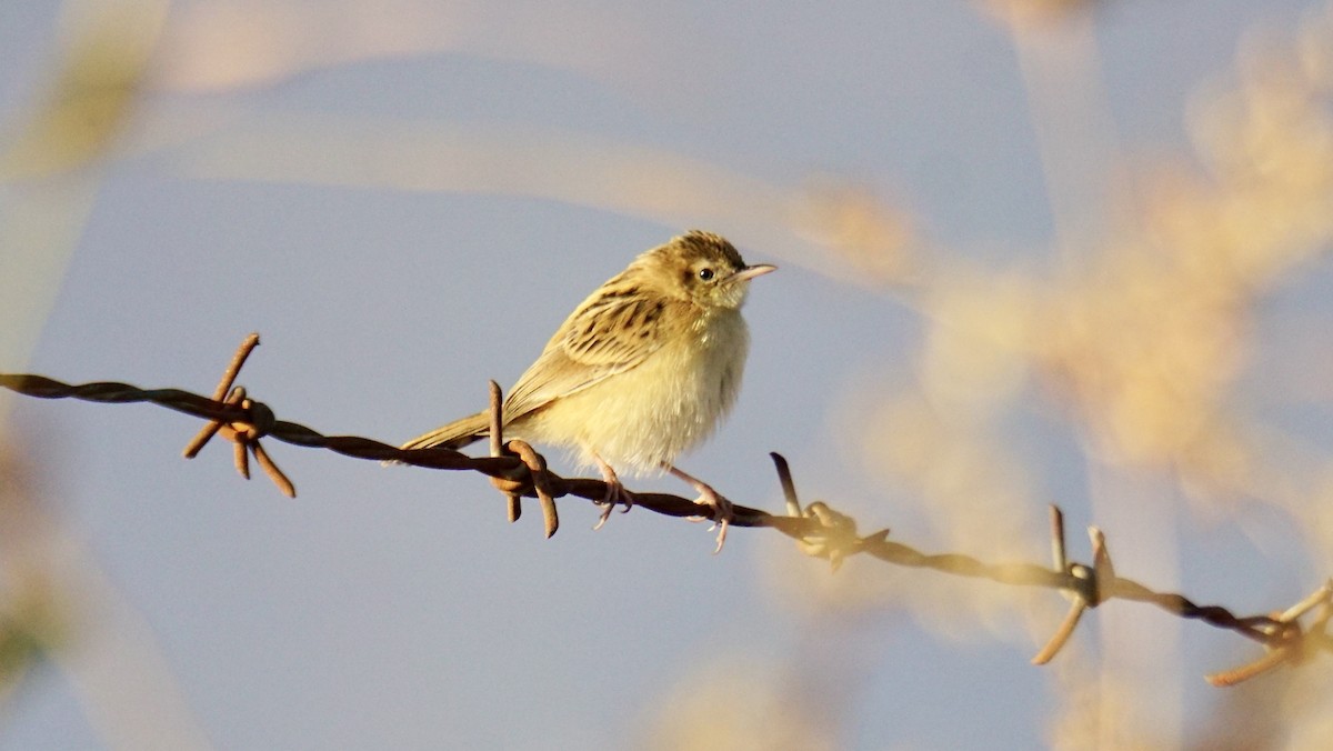 Ihi-txoria - ML646782430