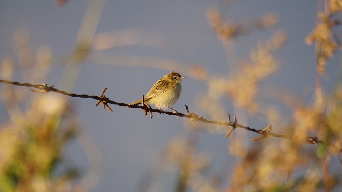 Ihi-txoria - ML646782431