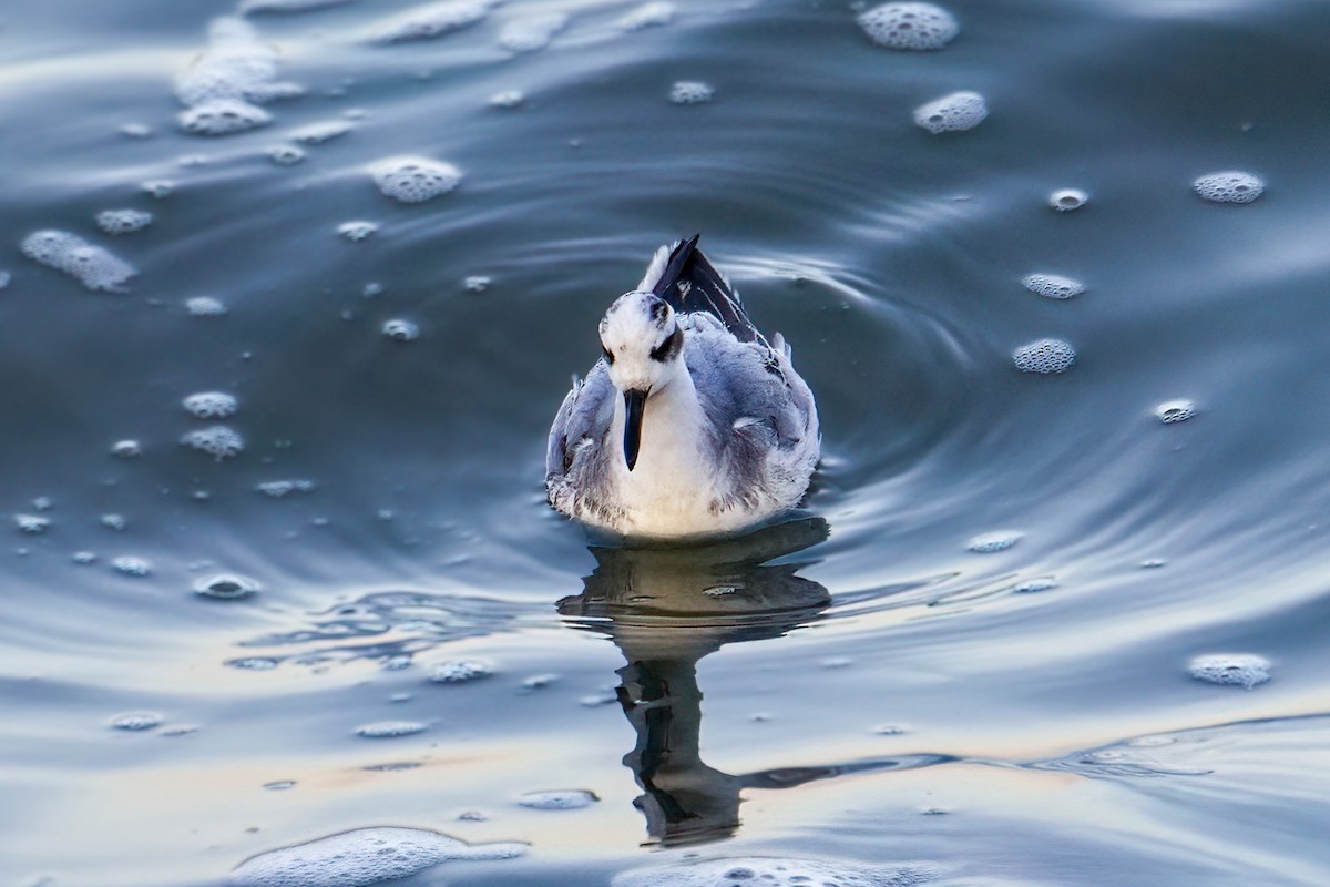 Red Phalarope - ML646782433