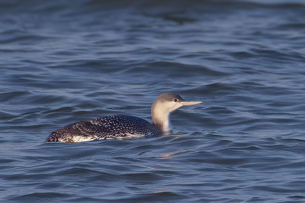 紅喉潛鳥 - ML646782434