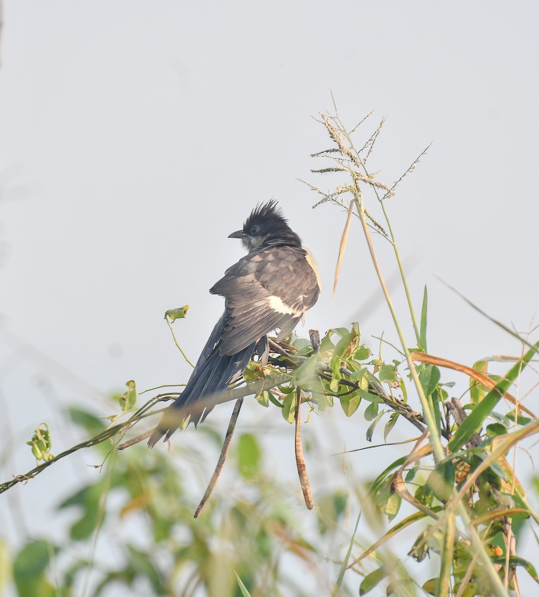 Pied Cuckoo - ML646782435