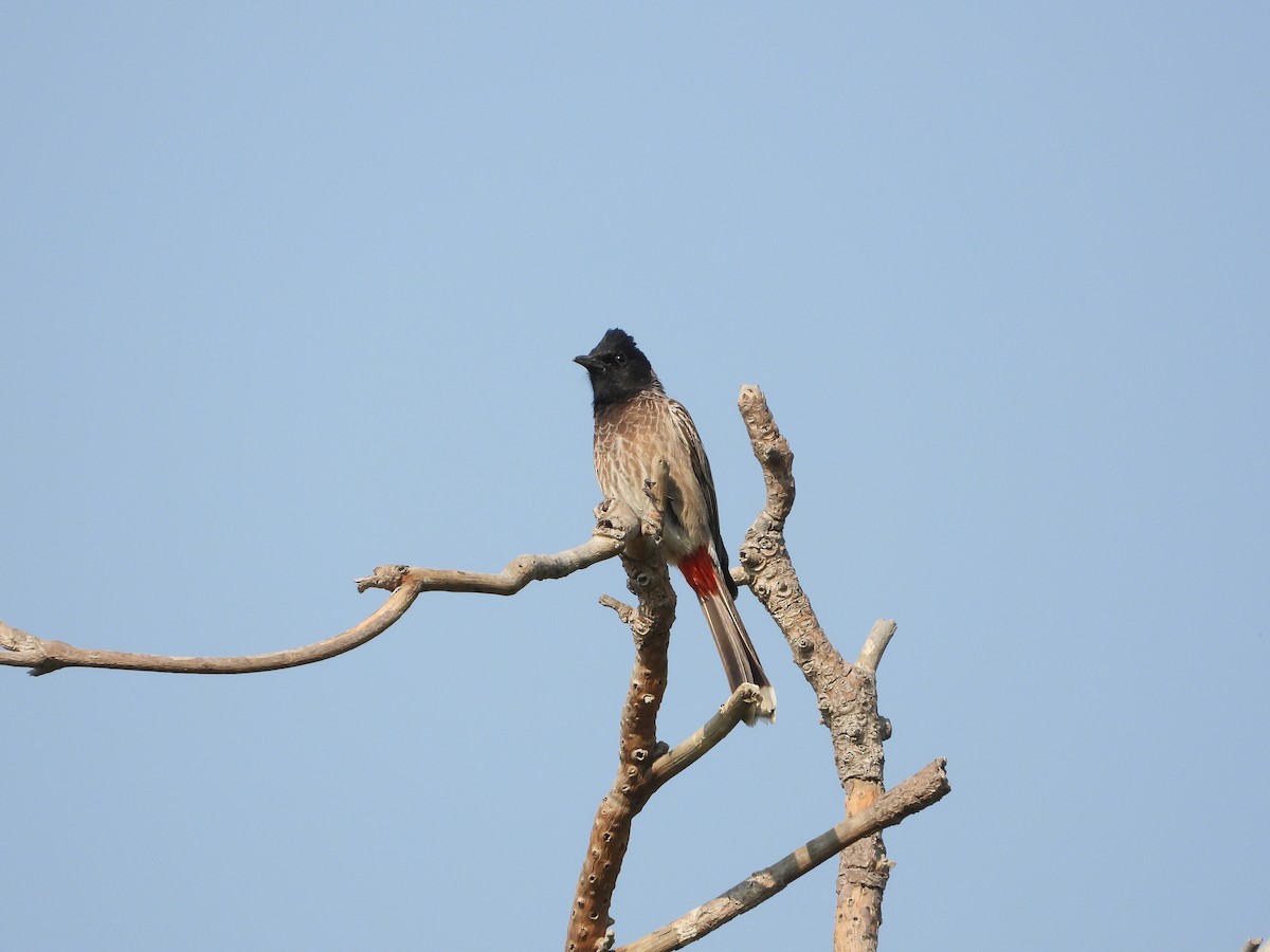 בולבול אדום-שת - ML646782436