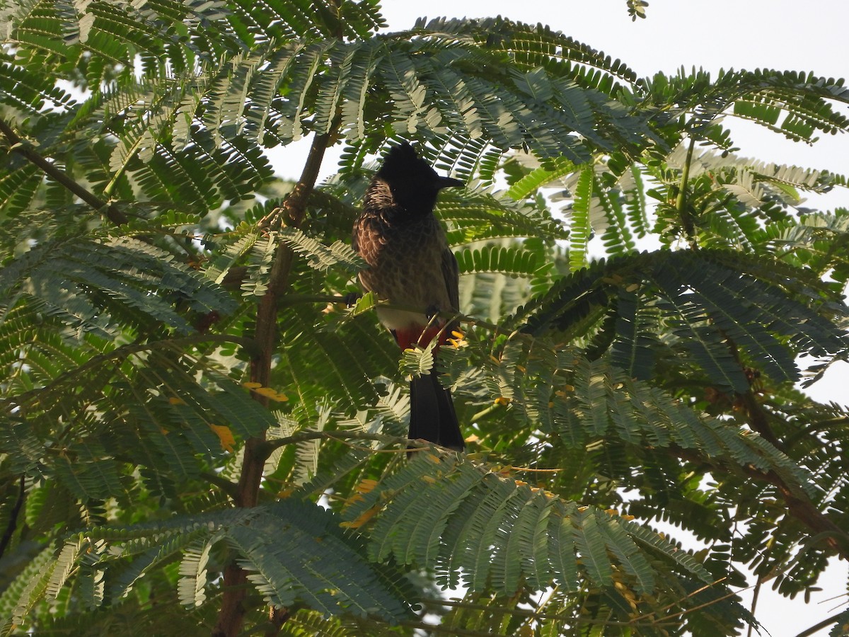 בולבול אדום-שת - ML646782437