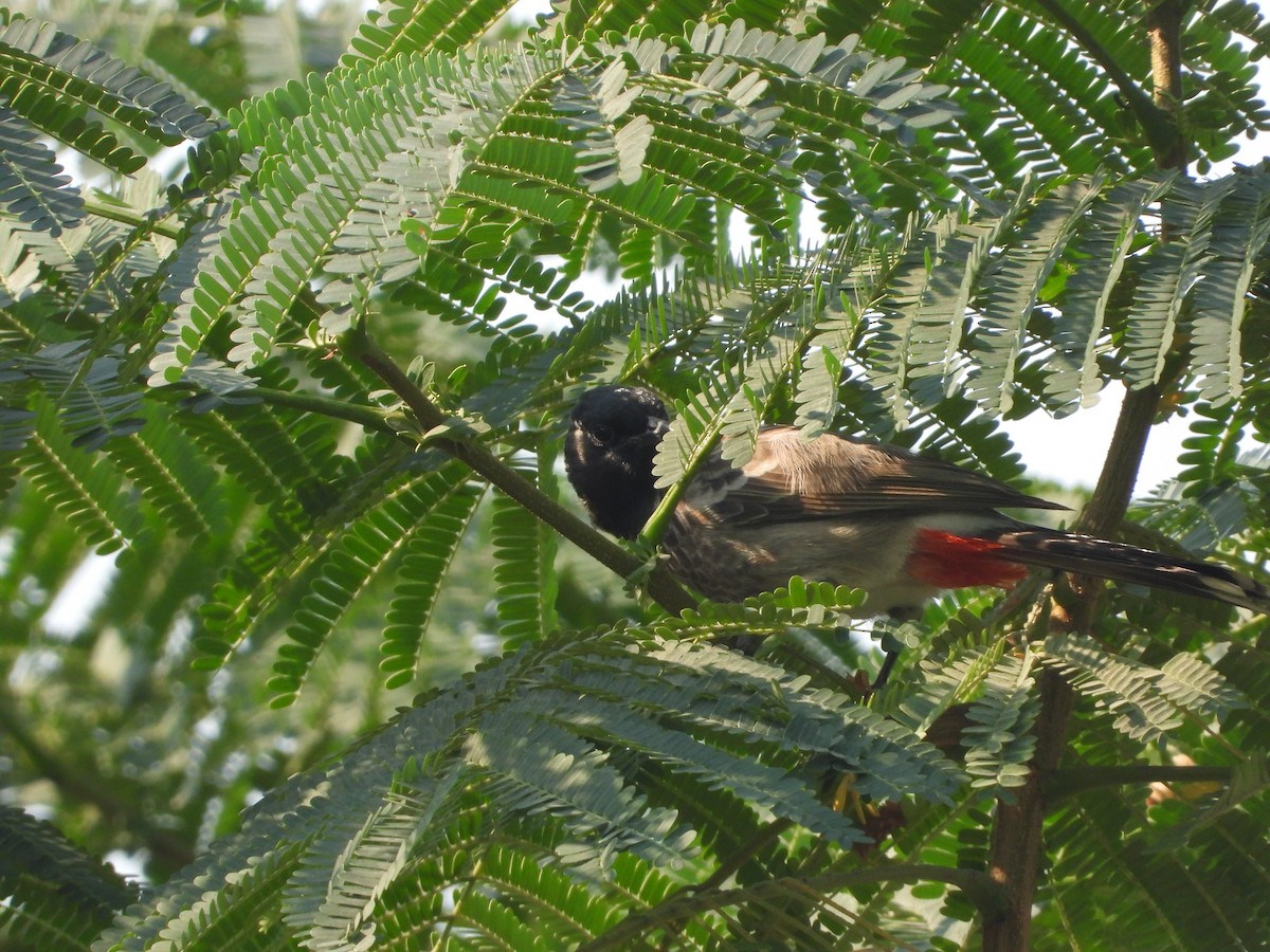 בולבול אדום-שת - ML646782438