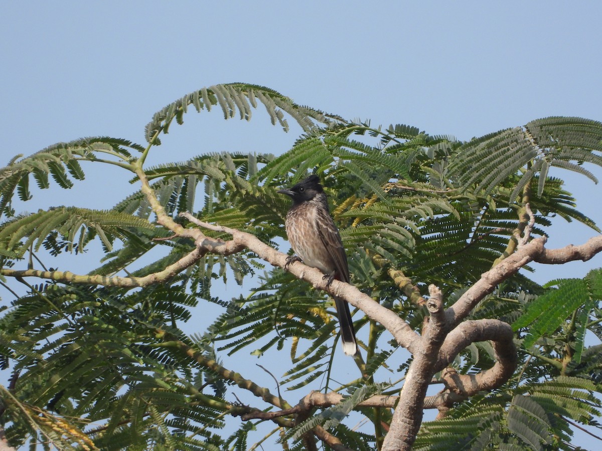 בולבול אדום-שת - ML646782439