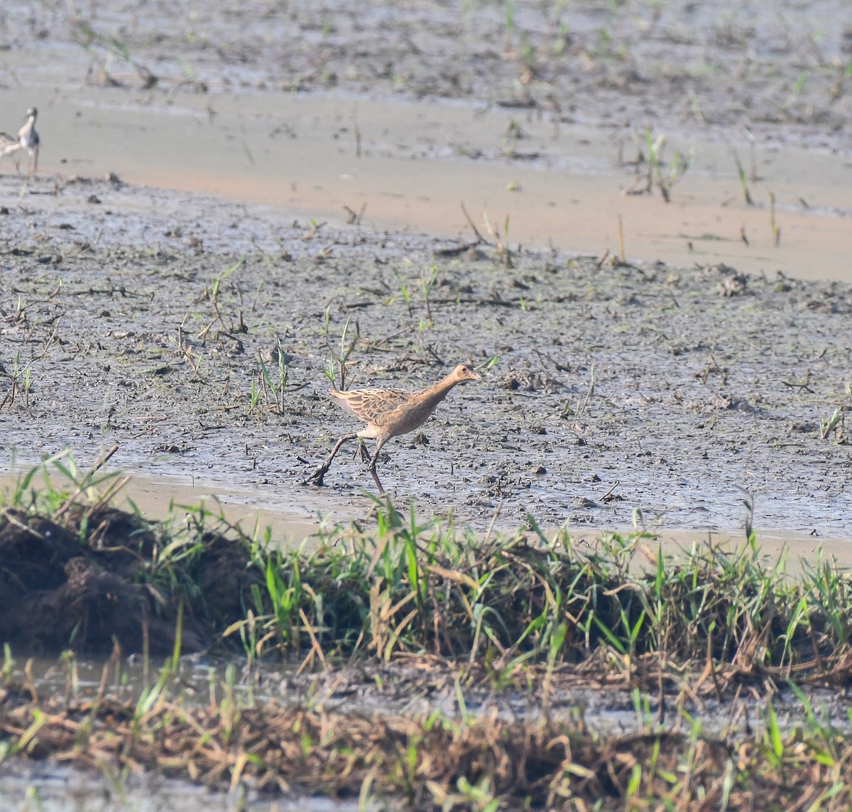 Watercock - ML646782442