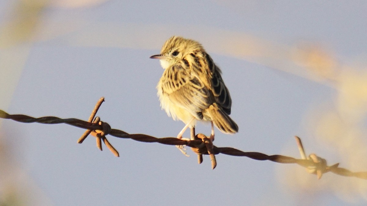 Ihi-txoria - ML646782443