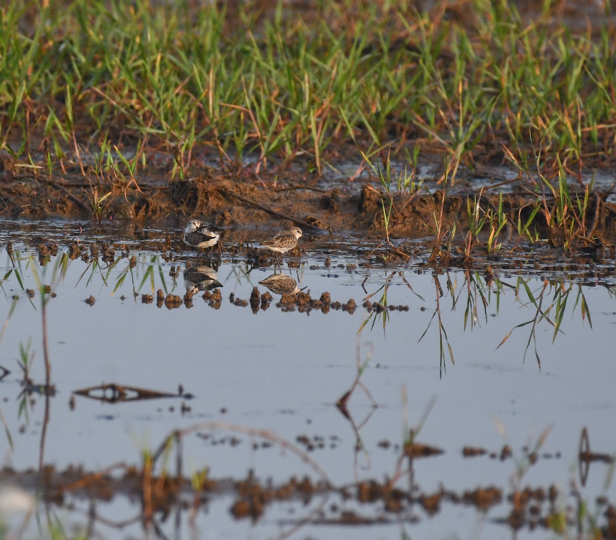 Küçük Kumkuşu - ML646782450