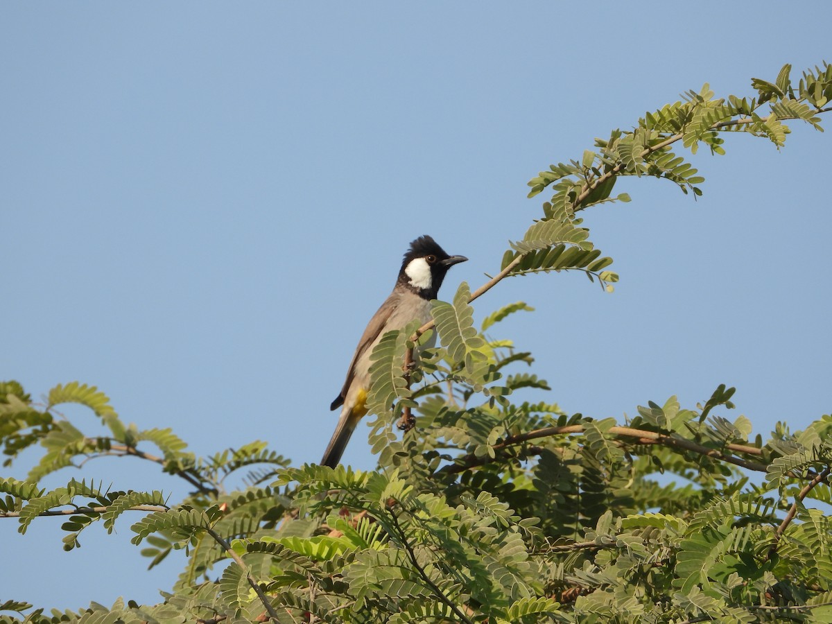 בולבול לבן-לחיים - ML646782451