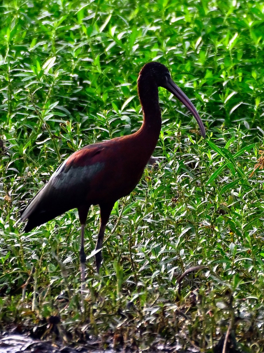 מגלן חום - ML646782453