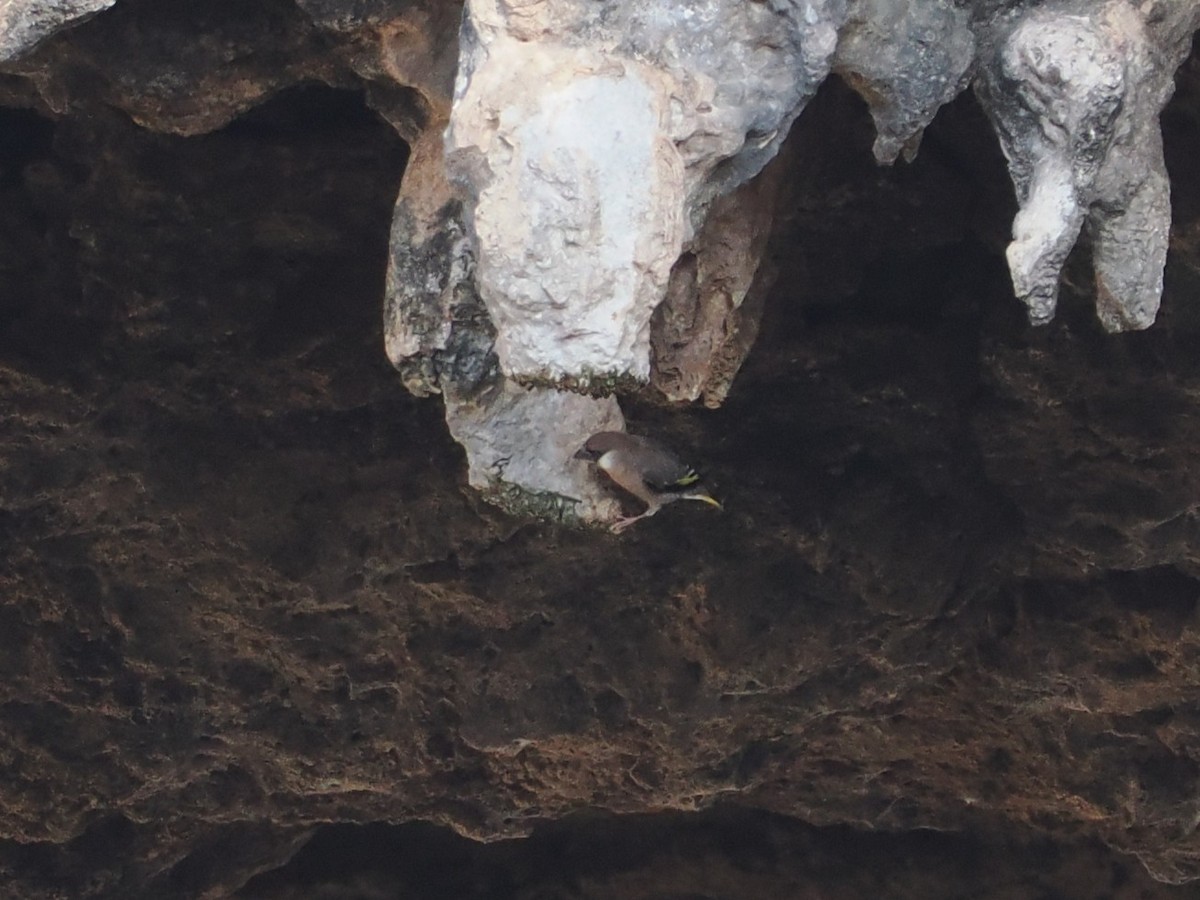 アラビアキンバネマシコ - ML646782456