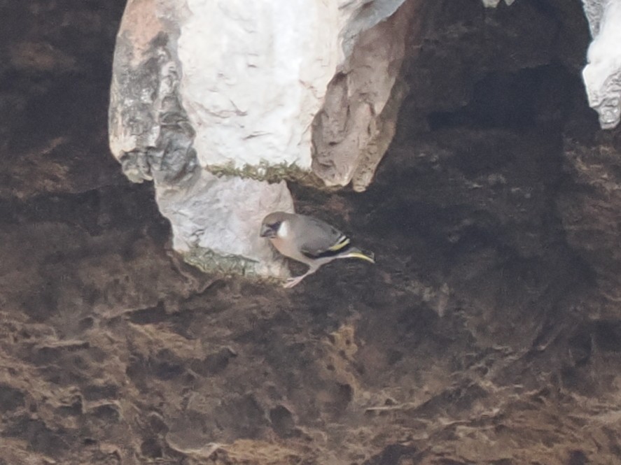 アラビアキンバネマシコ - ML646782457