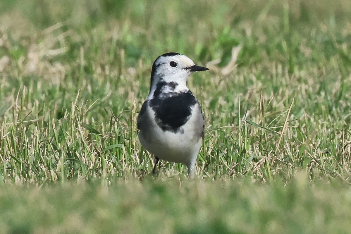 Ballerina bianca - ML646782458