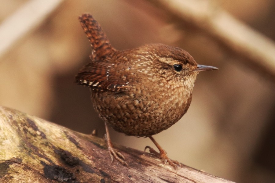 Волоочко канадське - ML646782459