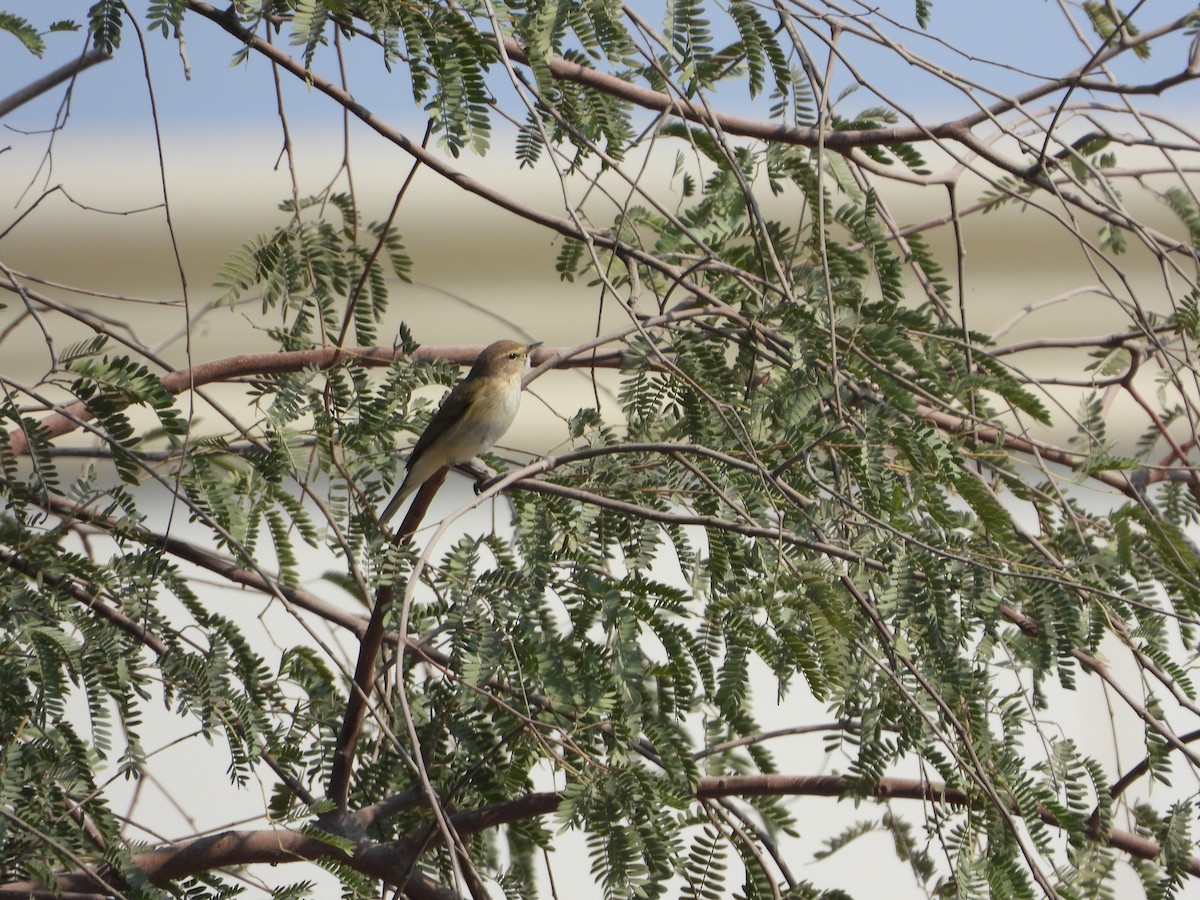 עלווית חורף - ML646782463