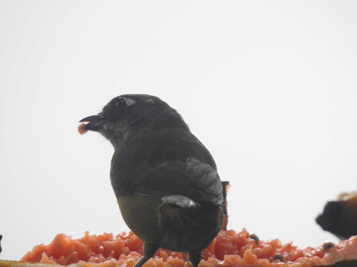 ヤブフウキンチョウ - ML646782465