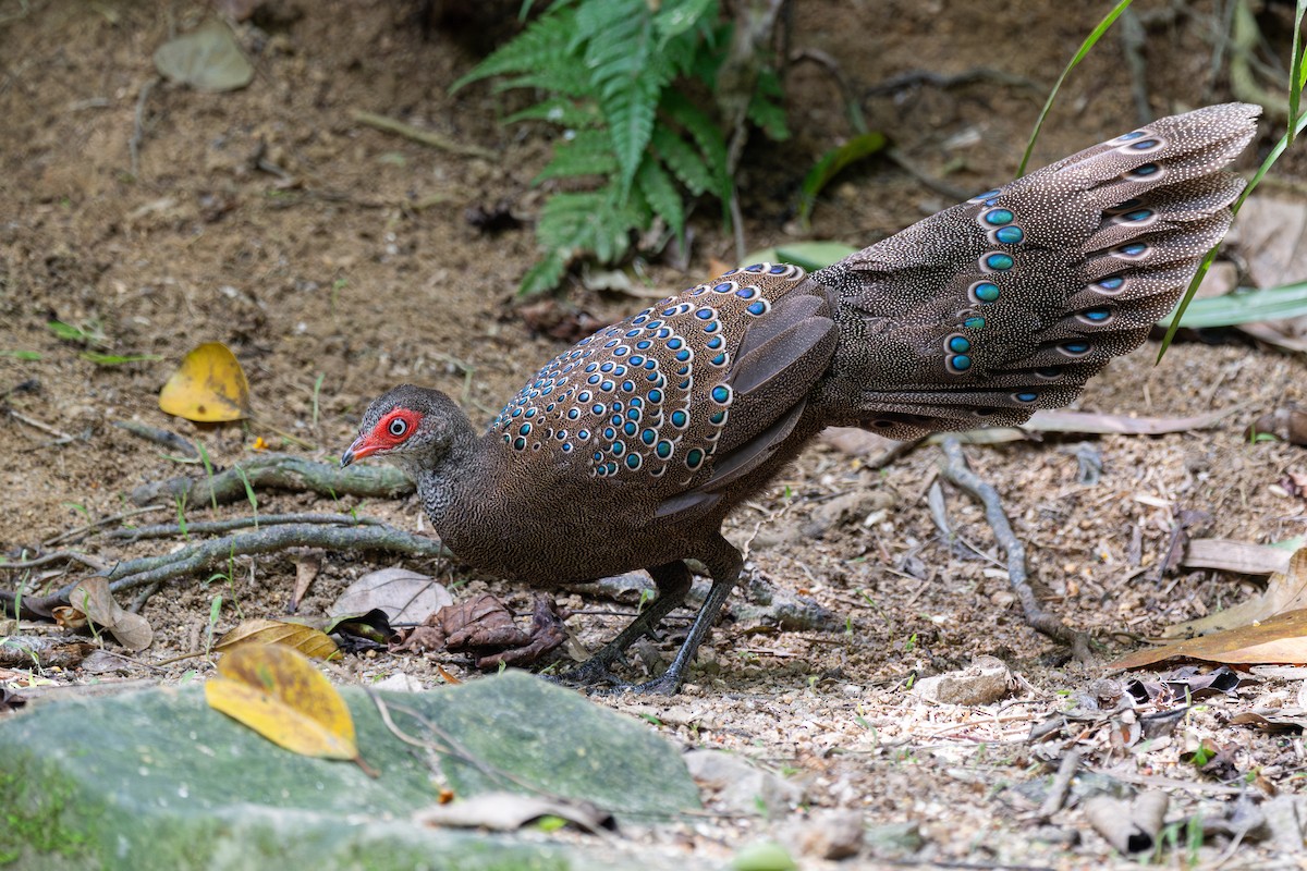 Hainan Peacock-Pheasant - ML646782473