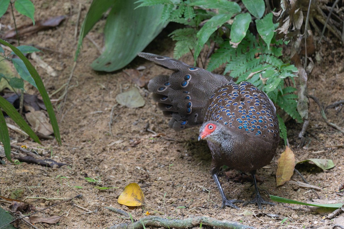 Hainan Peacock-Pheasant - ML646782474