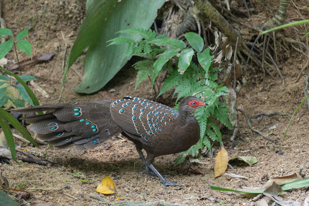 Hainan Peacock-Pheasant - ML646782475