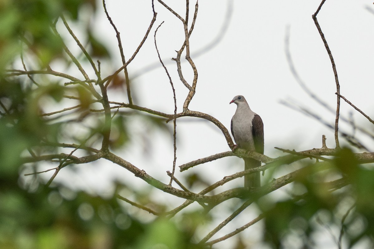 Mountain Imperial-Pigeon - ML646782477