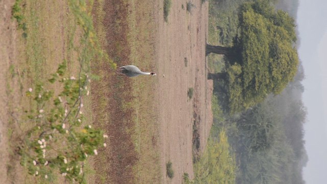 Sarus kurriloa - ML646782481