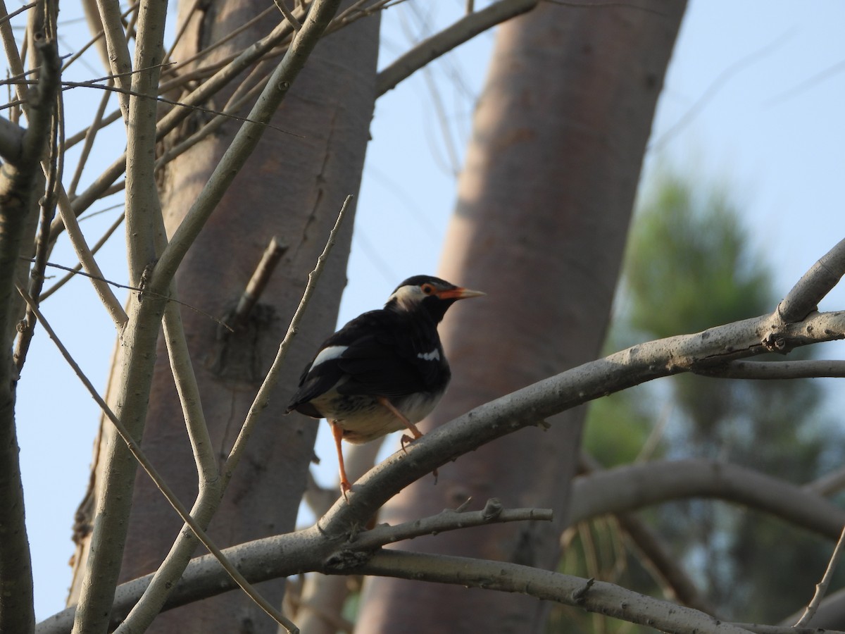 Indian Pied Starling - ML646782482