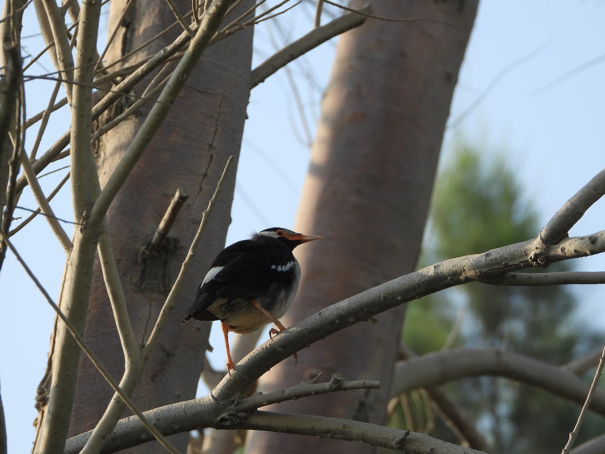 Indian Pied Starling - ML646782483