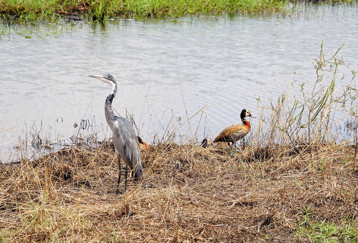 Héron mélanocéphale - ML646782484