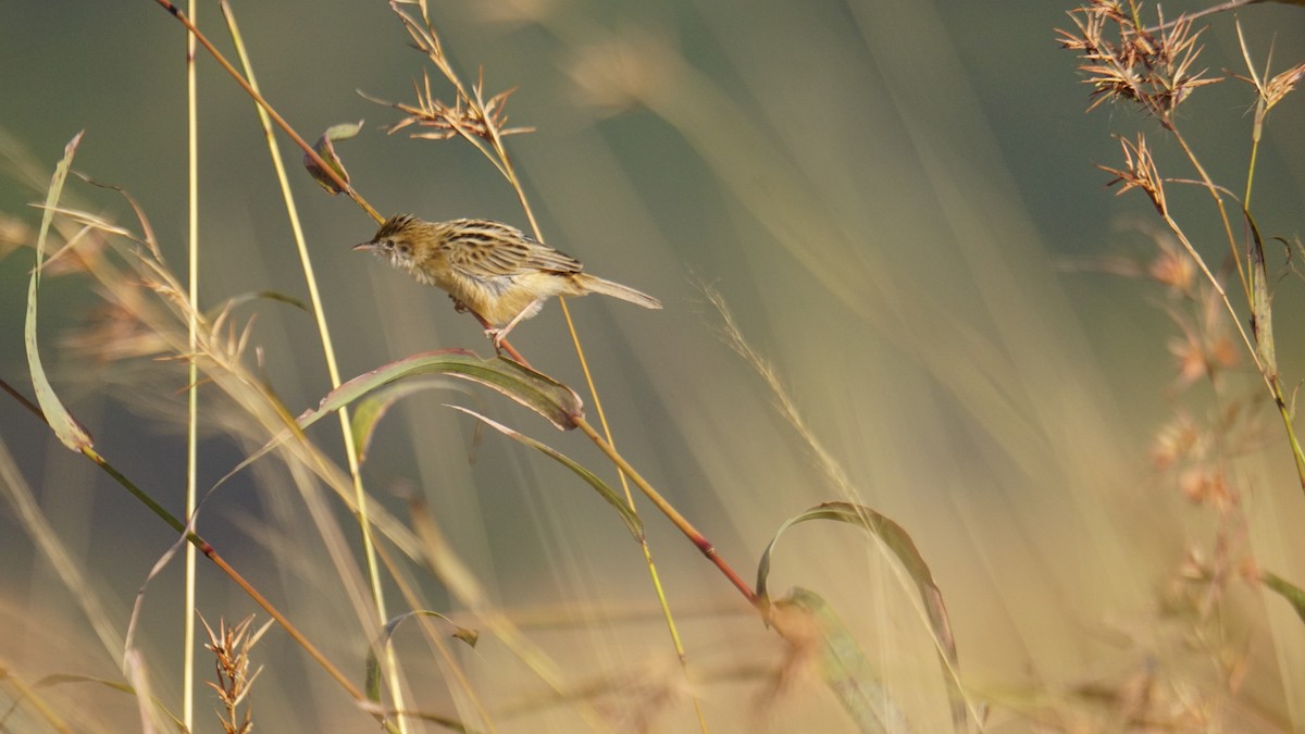 Ihi-txoria - ML646782485