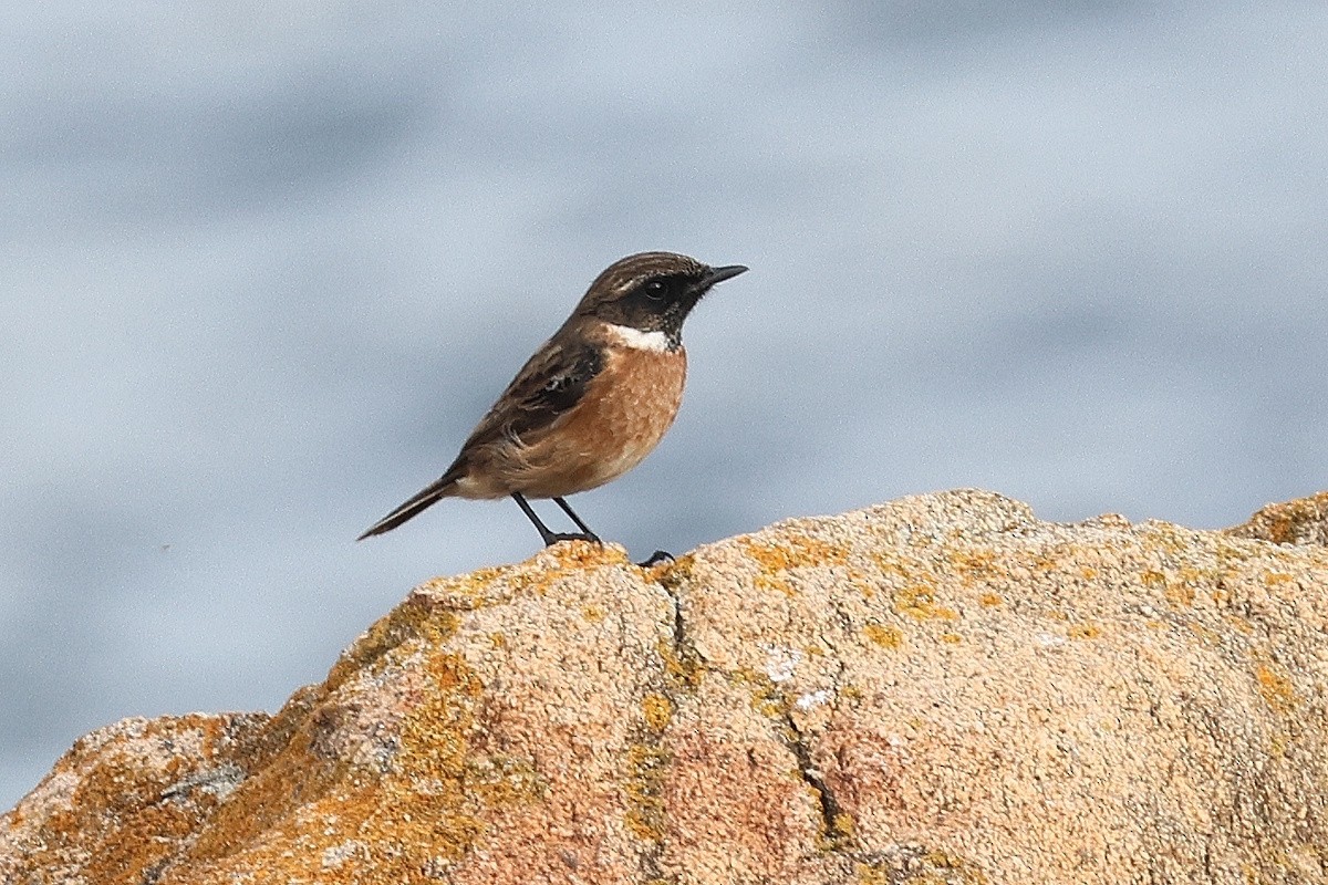 Saltimpalo - ML646782486