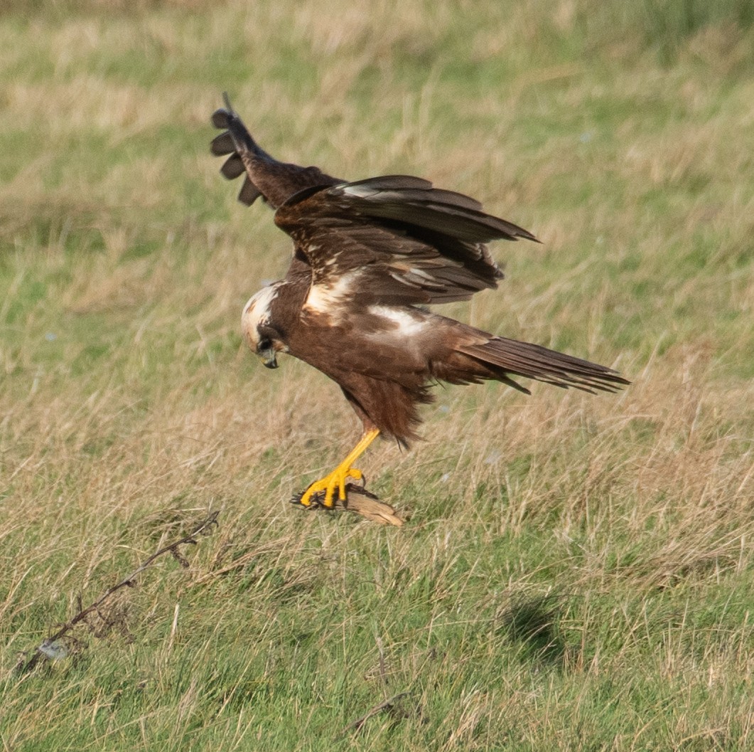 Western Marsh Harrier - ML646782489