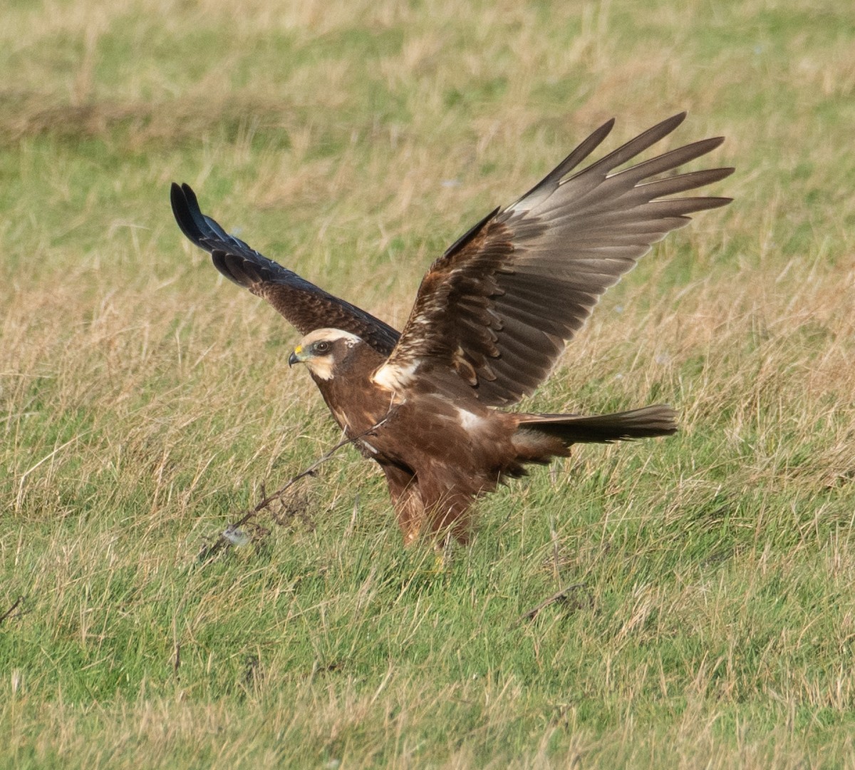 Western Marsh Harrier - ML646782490