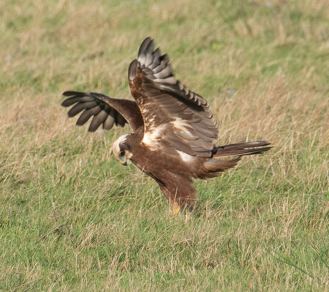 Western Marsh Harrier - ML646782491
