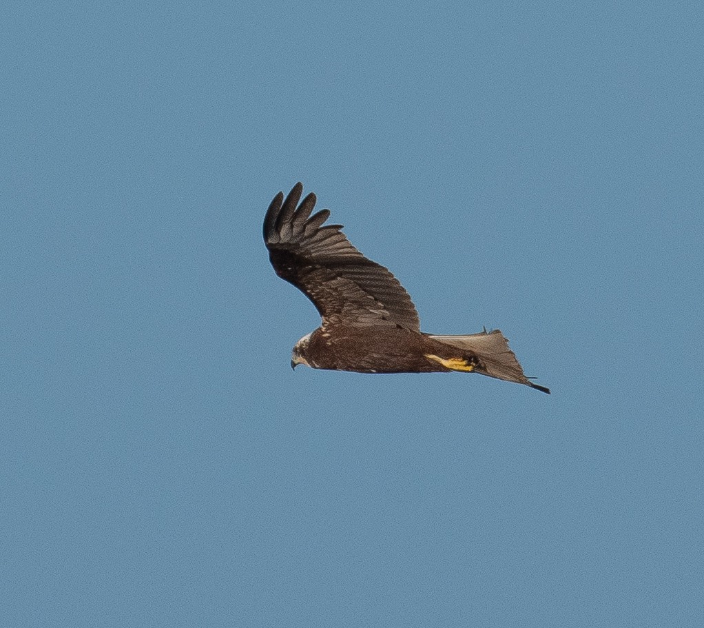 Western Marsh Harrier - ML646782492