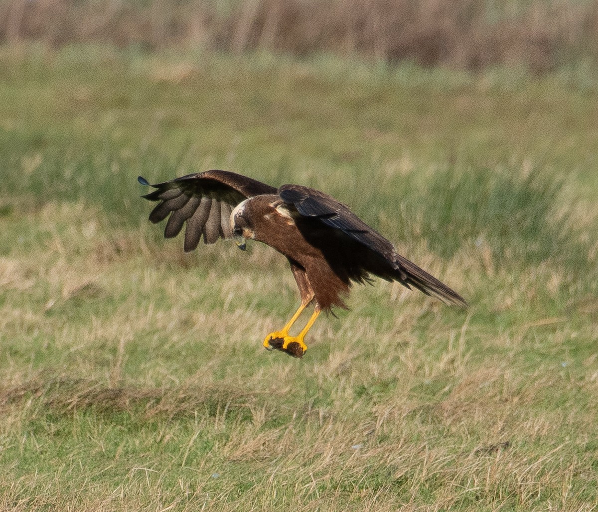 Western Marsh Harrier - ML646782493