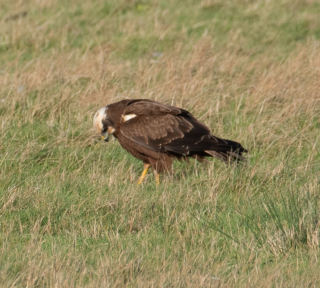 Western Marsh Harrier - ML646782494