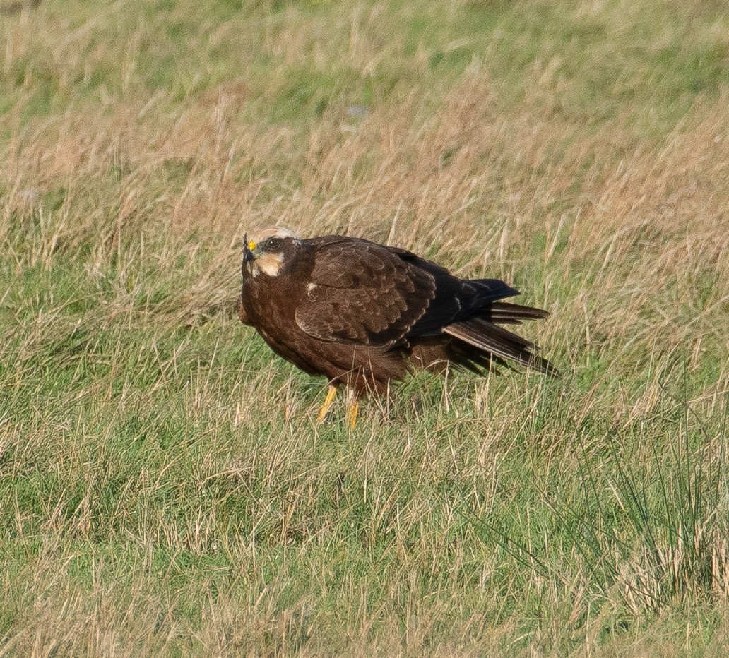Western Marsh Harrier - ML646782495