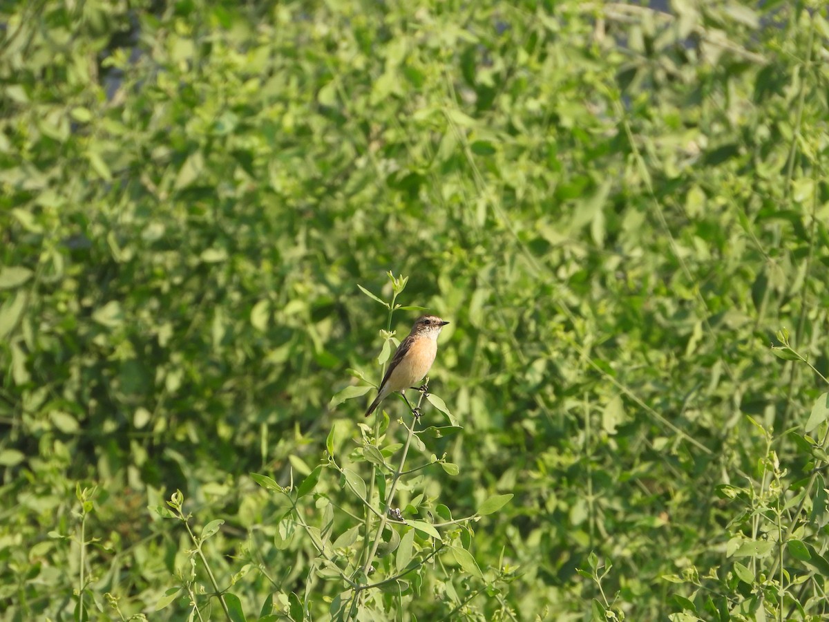 דוחל מזרחי - ML646782497