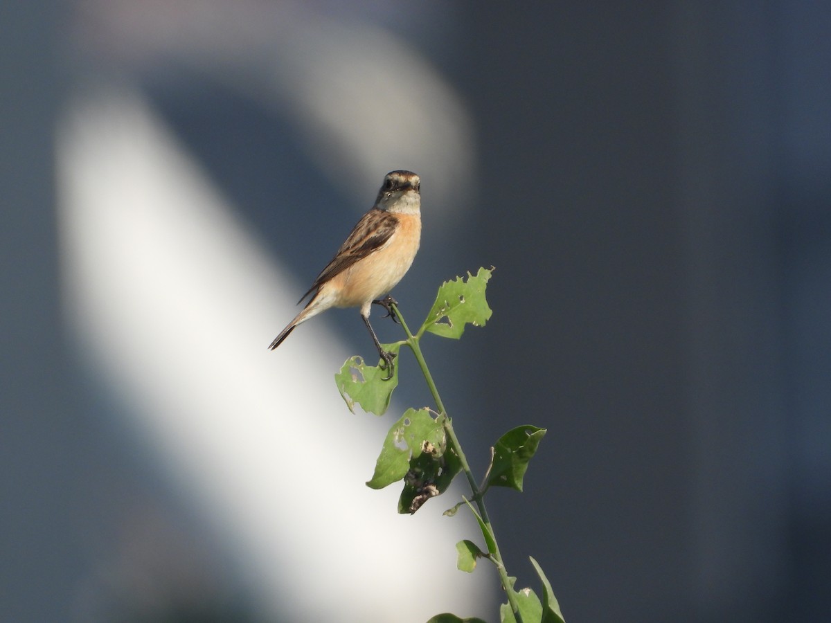 דוחל מזרחי - ML646782498