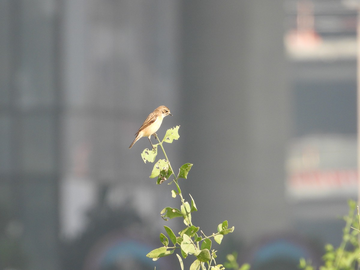 דוחל מזרחי - ML646782499