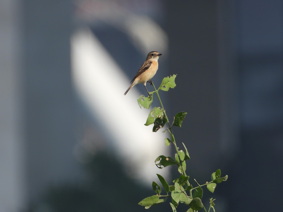 דוחל מזרחי - ML646782500